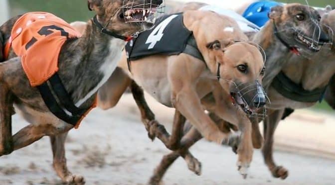 Silver Salver semi-final Best Bets